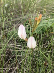 Astragalus ucrainicus