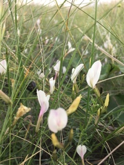 Astragalus ucrainicus
