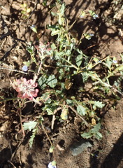 Hermannia jacobeifolia