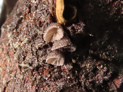 Hohenbuehelia cyphelliformis