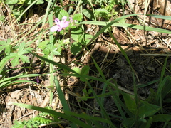 Geranium asphodeloides