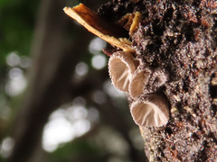 Hohenbuehelia cyphelliformis