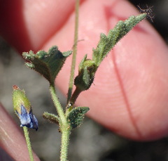 Hermannia jacobeifolia