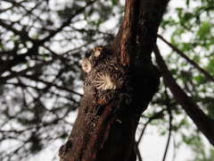 Hohenbuehelia cyphelliformis