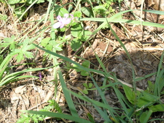 Geranium asphodeloides