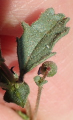 Hermannia jacobeifolia