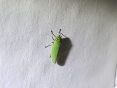 Draeculacephala inscripta