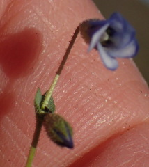Hermannia jacobeifolia
