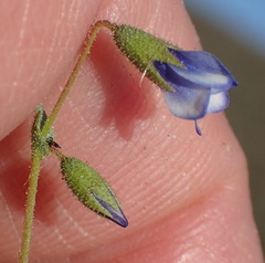 Hermannia jacobeifolia