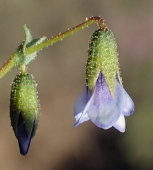 Hermannia jacobeifolia