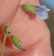 Hermannia jacobeifolia