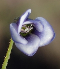 Hermannia jacobeifolia