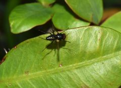 Hydrotaea chalcogaster