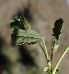 Hermannia jacobeifolia