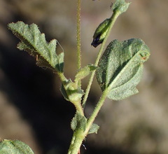 Hermannia jacobeifolia