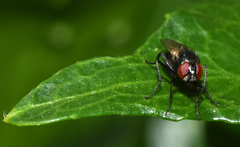 Hydrotaea chalcogaster