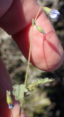 Hermannia jacobeifolia
