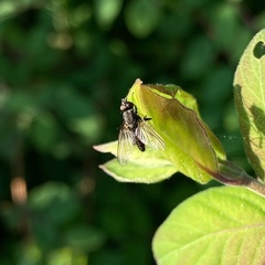 Muscoidea