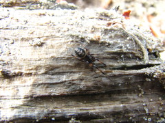 Steatoda albomaculata