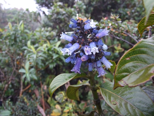 Palicourea azurea · iNaturalist Mexico