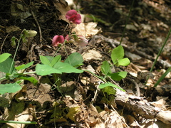 Lathyrus rotundifolius