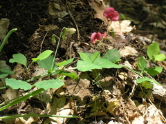 Lathyrus rotundifolius
