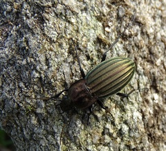 Carabus melancholicus