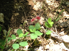 Lathyrus rotundifolius