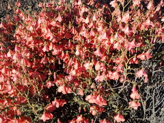 Hermannia grandiflora