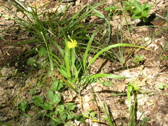 Lapsana communis intermedia
