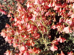 Hermannia grandiflora