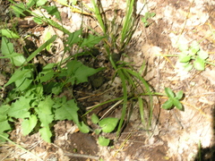 Lapsana communis intermedia