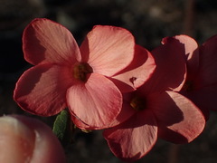 Hermannia grandiflora