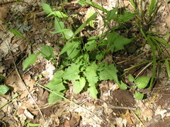 Lapsana communis intermedia