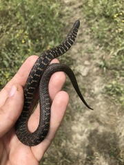 Clonophis kirtlandii