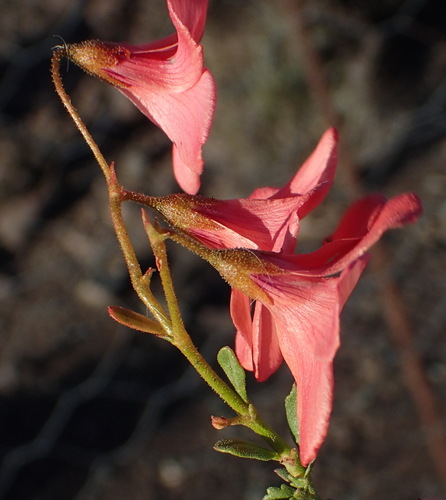 Image of Hermannia grandiflora by (c) Nicola van Berkel, some rights reserved (CC BY-SA)