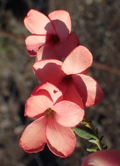 Hermannia grandiflora