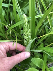Platanthera sparsiflora