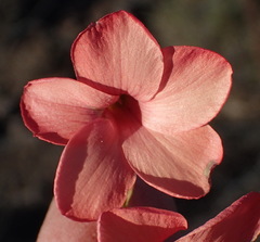 Hermannia grandiflora
