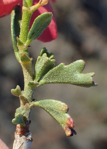 Image of Hermannia grandiflora by (c) Nicola van Berkel, some rights reserved (CC BY-SA)