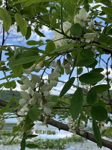 photo of Locust Trees (Robinia)