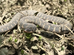 Clonophis kirtlandii