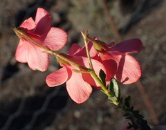 Hermannia grandiflora