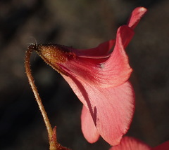 Hermannia grandiflora