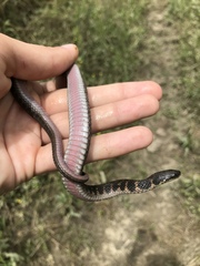 Clonophis kirtlandii
