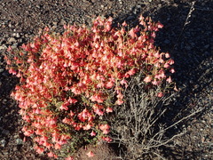 Hermannia grandiflora