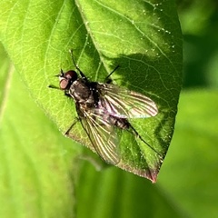Muscoidea