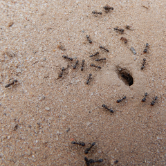 Dorymyrmex smithi