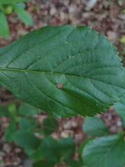 Asteromella clethrae