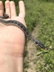 Clonophis kirtlandii